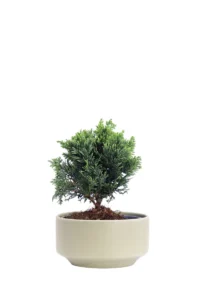 Bonsai Chamaecyparis v15 egarden.store online