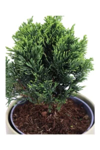 Bonsai Chamaecyparis v15 egarden.store online