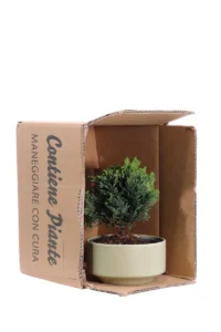 Bonsai Chamaecyparis v15 egarden.store online