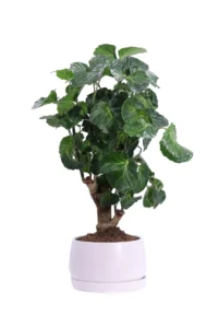 Bonsai Polyscias Green Lemon v14 egarden.store online