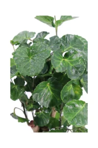 Bonsai Polyscias Green Lemon v14 egarden.store online