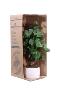 Bonsai Polyscias Green Lemon v14 egarden.store online