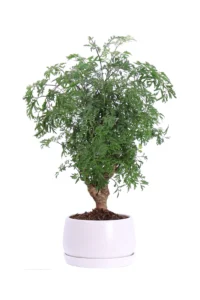 Bonsai Polyscias Hawaiiana Ming v14 egarden.store online