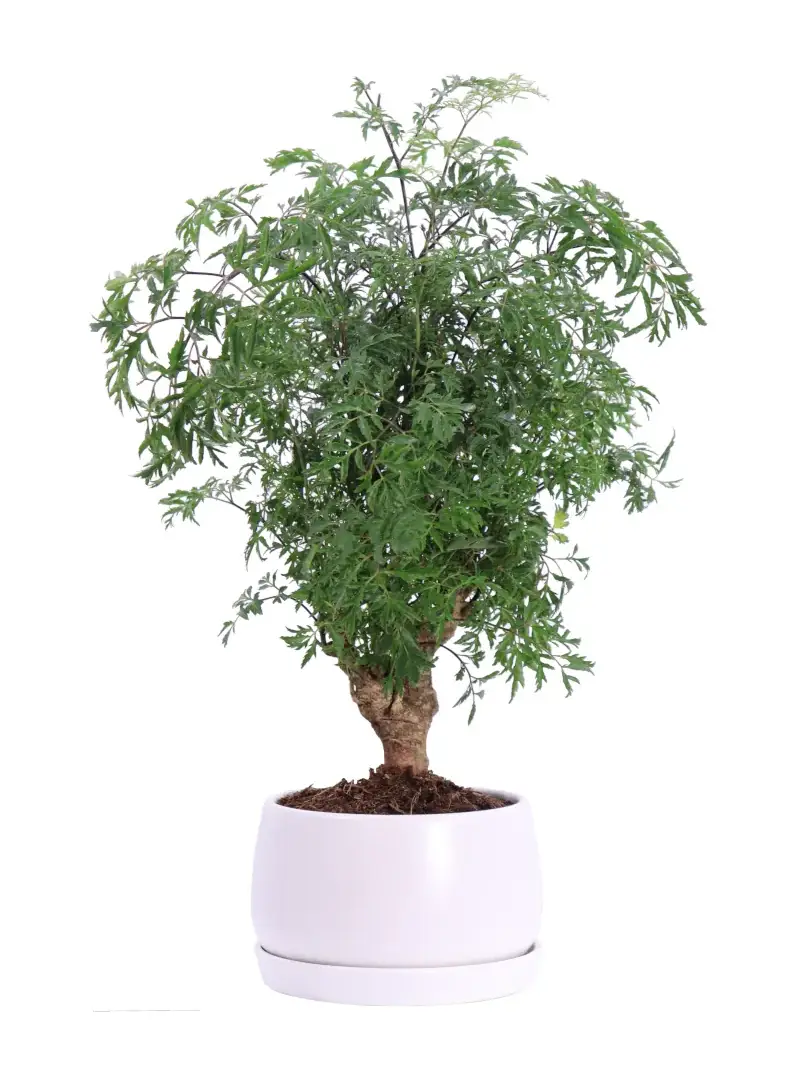 Bonsai Ficus Ginseng 150 Gr - Vivaio Online eGarden