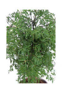 Bonsai Polyscias Hawaiiana Ming v14 egarden.store online