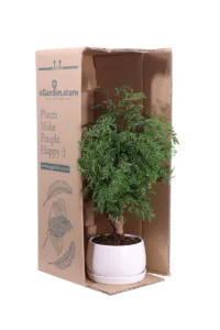 Bonsai Polyscias Hawaiiana Ming v14 egarden.store online
