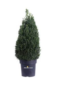 Bosso - Buxus Sempervirens Piramide v25 egarden.store online