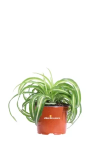 Clorofito - Chlorophytum Comosus Bonnie