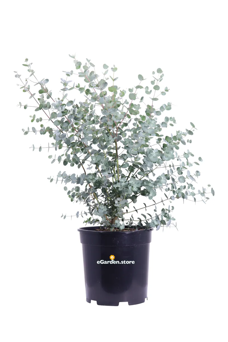 Eucalipto - Eucalyptus Gunnii v21 egarden.store online