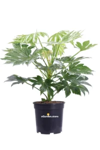 Fatsia Japonica Spider's Web v24 egarden.store online