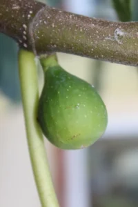 Fico - Natalino o Catalano Verde v20 egarden.store online