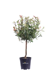 Fotinia Nana - Photinia Fraseri Little Red Robin Alberello v21 egarden.store online