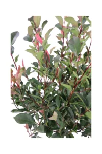 Fotinia Nana - Photinia Fraseri Little Red Robin Alberello v21 egarden.store online