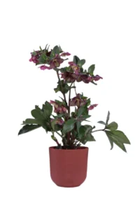 Helleborus Ice N' Roses Early Red v.19 V.15 jazz round v19 egarden.store online