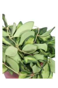 Hoya Burtoniae Variegata v12 egarden.store online