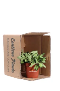 Hoya Burtoniae Variegata v12 egarden.store online