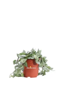 Hoya Krohniana Eskimo v12 egarden.store 1 Hoya Krohniana Eskimo v12 egarden.store online