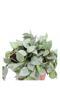 Hoya Krohniana Eskimo v12 egarden.store 2 Hoya Krohniana Eskimo v12 egarden.store online