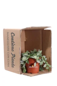 Hoya Krohniana Eskimo v12 egarden.store 3 Hoya Krohniana Eskimo v12 egarden.store online