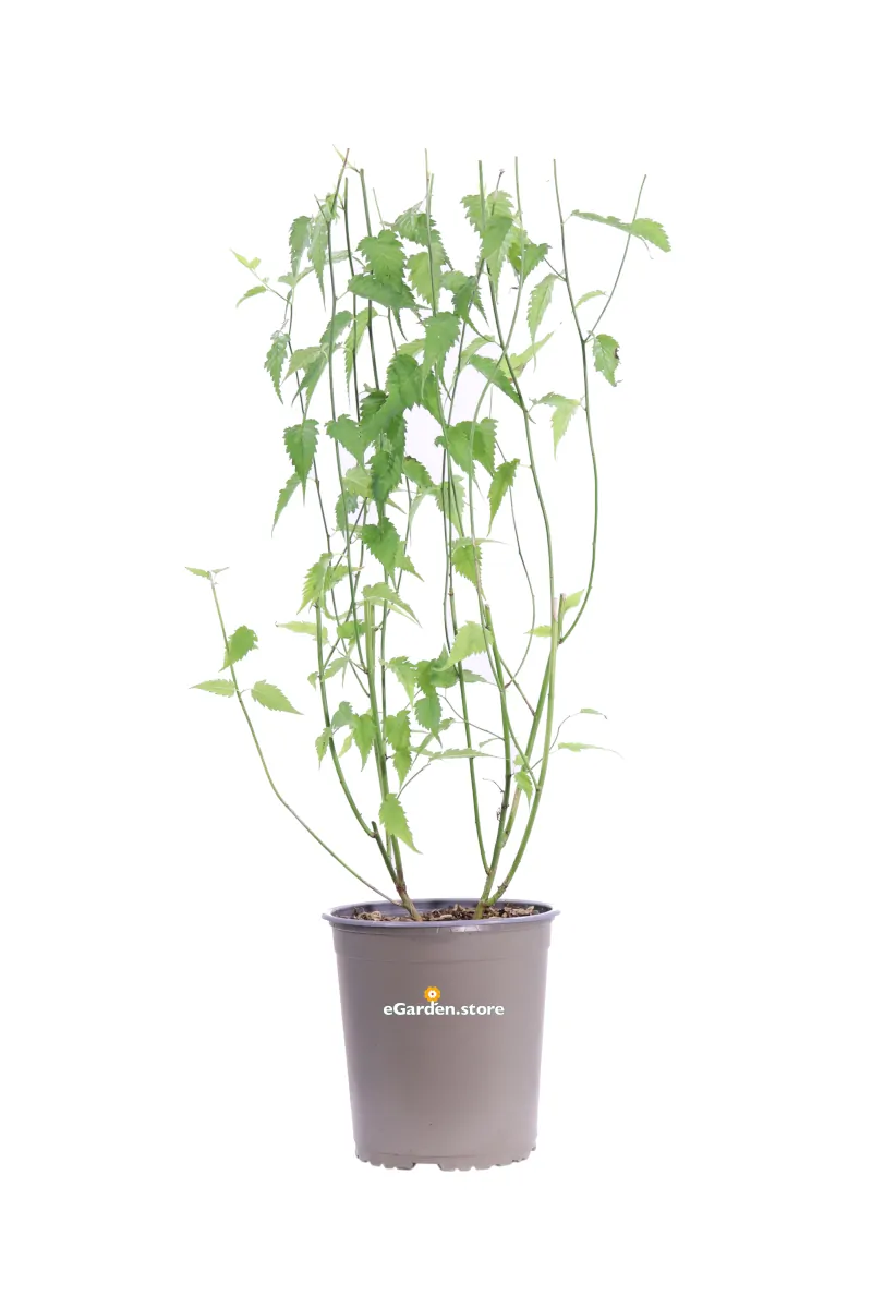 Kerria Japonica Pleniflora v19 egarden.store online