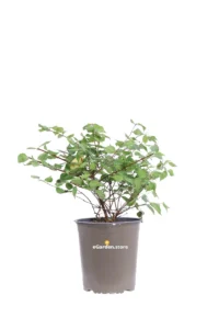 Kolkwitzia Amabilis Pink Cloud v19 egarden.store 1 Kolkwitzia Amabilis Pink Cloud