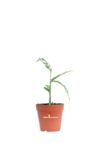 Monstera Obliqua Perù v12 egarden.store online