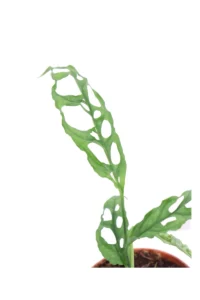 Monstera Obliqua Perù v12 egarden.store online