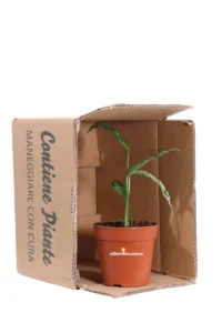 Monstera Obliqua Perù v12 egarden.store online