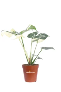 Monstera Thai Constellation