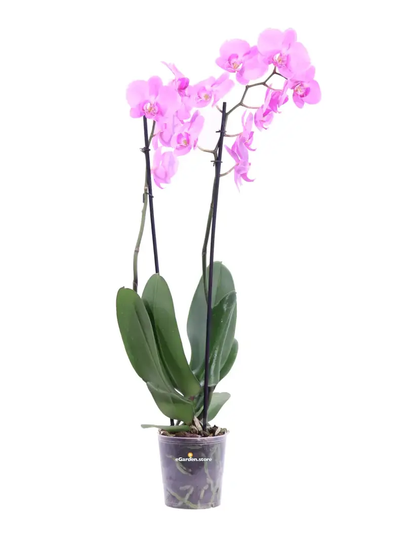 Orchidea - Phalaenopsis 2S Rosa v10 egarden.store online