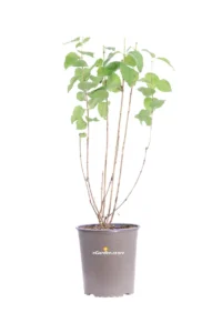 Philadelphus Manteau D'Hermine v19 egarden.store 1 Philadelphus Manteau D'Hermine v19 egarden.store online