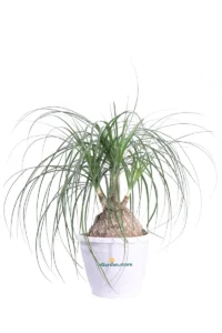 Pianta Mangia Fumo - Beaucarnea Nolina v30 egarden.store 1 Pianta Mangia Fumo - Beaucarnea Nolina v30 egarden.store online