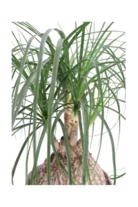 Pianta Mangia Fumo - Beaucarnea Nolina v30 egarden.store 2 Pianta Mangia Fumo - Beaucarnea Nolina v30 egarden.store online