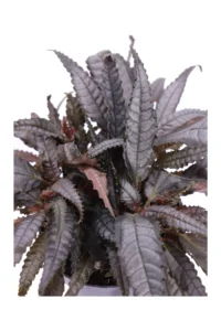 Pilea Dark Mistery v12 egarden.store online