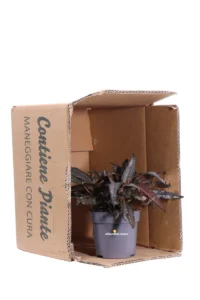 Pilea Dark Mistery v12 egarden.store online