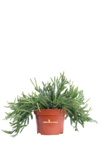 Rhipsalis Micrantha v10 egarden.store online