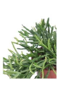 Rhipsalis Micrantha v10 egarden.store online