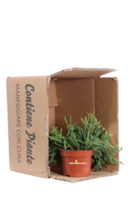 Rhipsalis Micrantha v10 egarden.store online