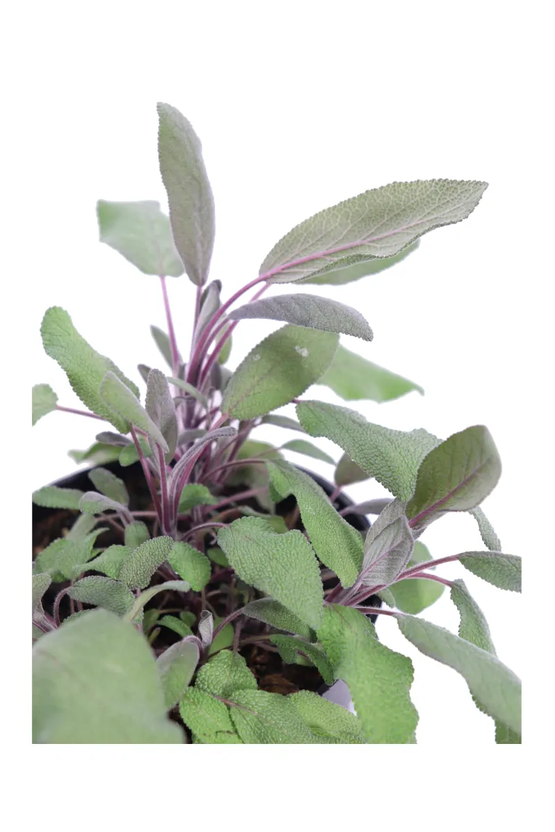 Salvia - Salvia Officinalis Purpurea v14 egarden.store online