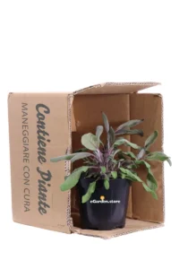 Salvia - Salvia Officinalis Purpurea v14 egarden.store online