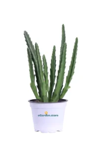 Staphelia v12 egarden.store online