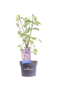 Syringa Vulgaris California Rose v19 egarden.store online