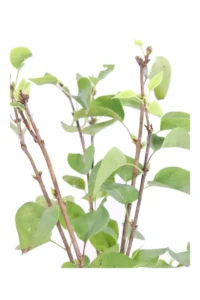 Syringa Vulgaris California Rose v19 egarden.store online