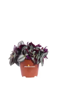 Tradescantia Zebrina Purpusiii v12 egarden.store online