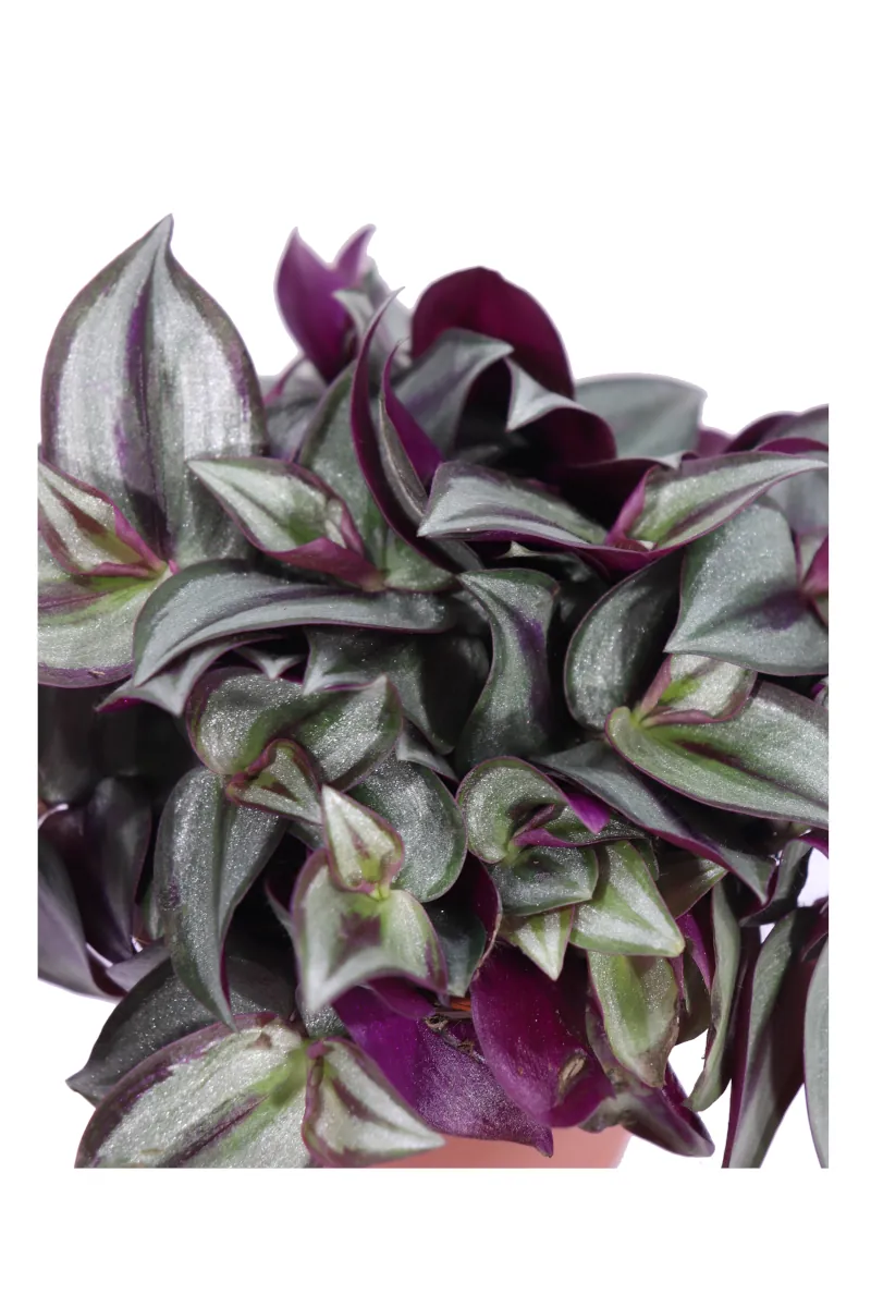 Tradescantia Zebrina Purpusiii