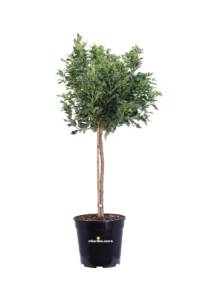 Viburno Tino Alberello - Viburnum Tinus Spirit v30 egarden.store online