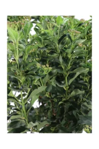 Viburno Tino Alberello - Viburnum Tinus Spirit v30 egarden.store online