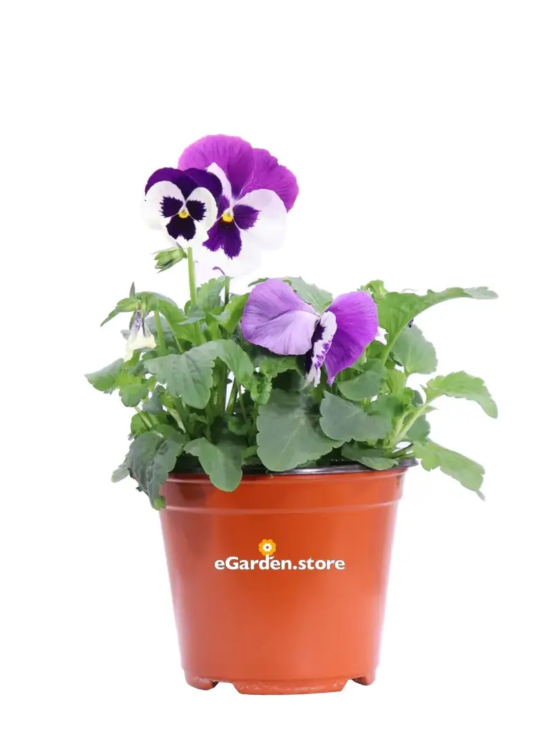Viola - Pansè Multicolor v14 egarden.store online