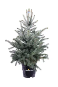 Abete Blu - Picea Pungens Baby Blue v27 egarden.store 1 Abete Blu - Picea Pungens Baby Blue v27 egarden.store online
