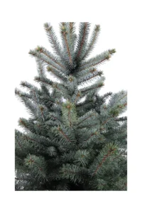 Abete Blu - Picea Pungens Baby Blue v27 egarden.store 2 Abete Blu - Picea Pungens Baby Blue v27 egarden.store online